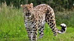 Critically Endangered Amur Leopard (CR. Si Lloyd)
