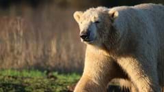 Polar Bear (1)
