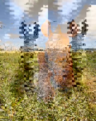 Iphone Willbaldlygo Img 6202 Large