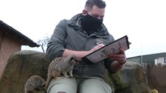 Animal Audit-Meerkats