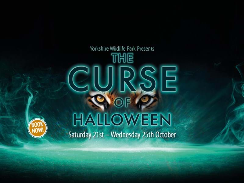 YWP 2188 The Curse Of Halloween Web Carousel
