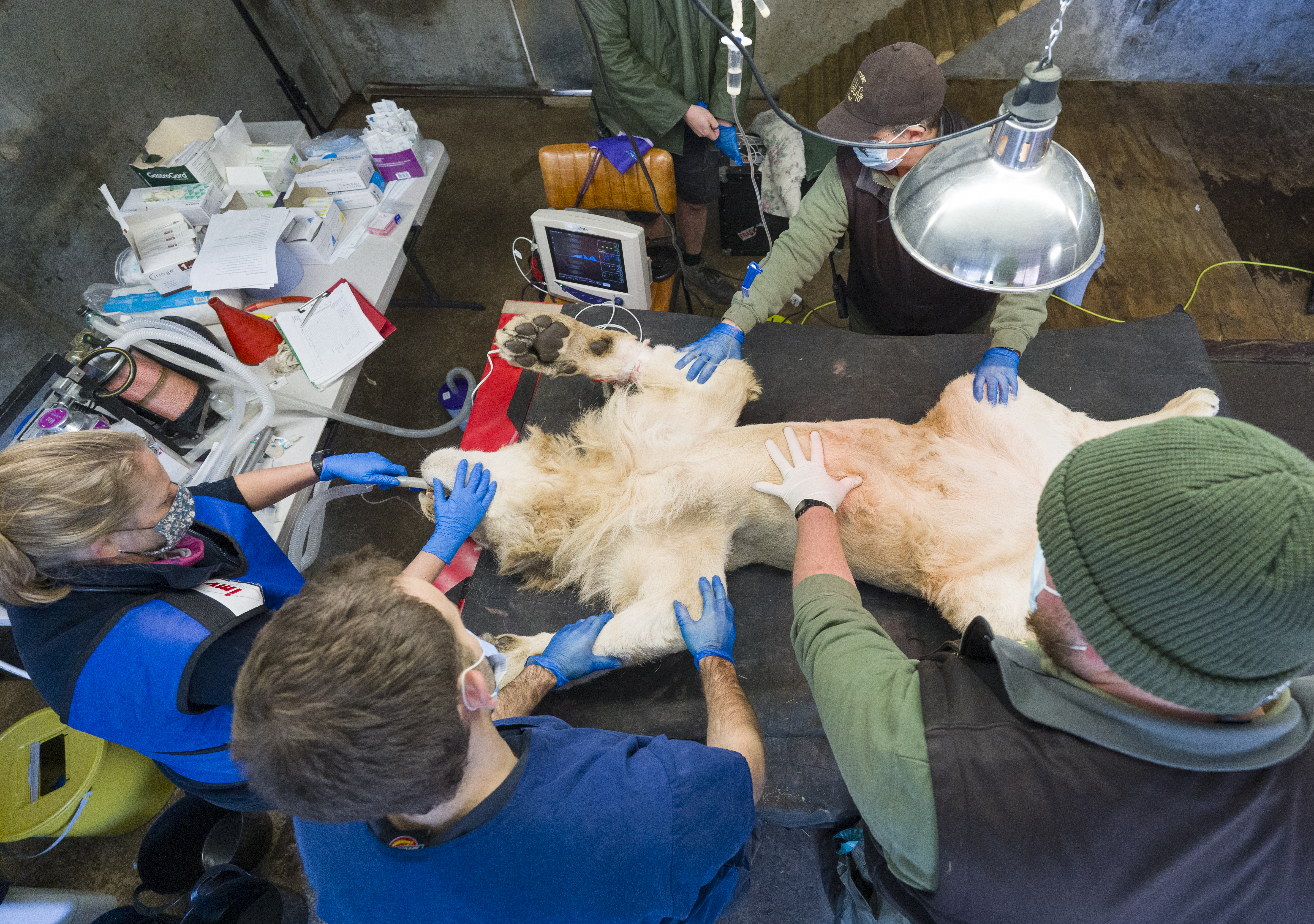 YWP Lion Health Check 034