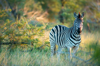 Adobestock 722901922