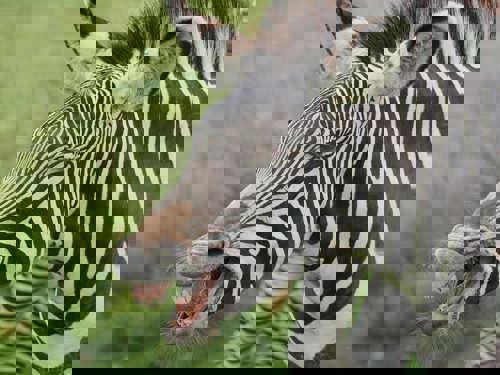 Laughing Zebra Mike Jenner