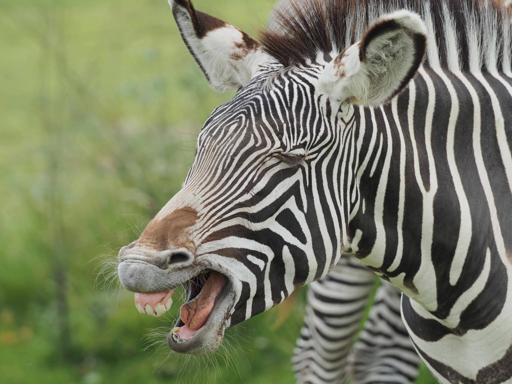 Zebra Rindo Zebras at Yorkshire Wildlife Park
