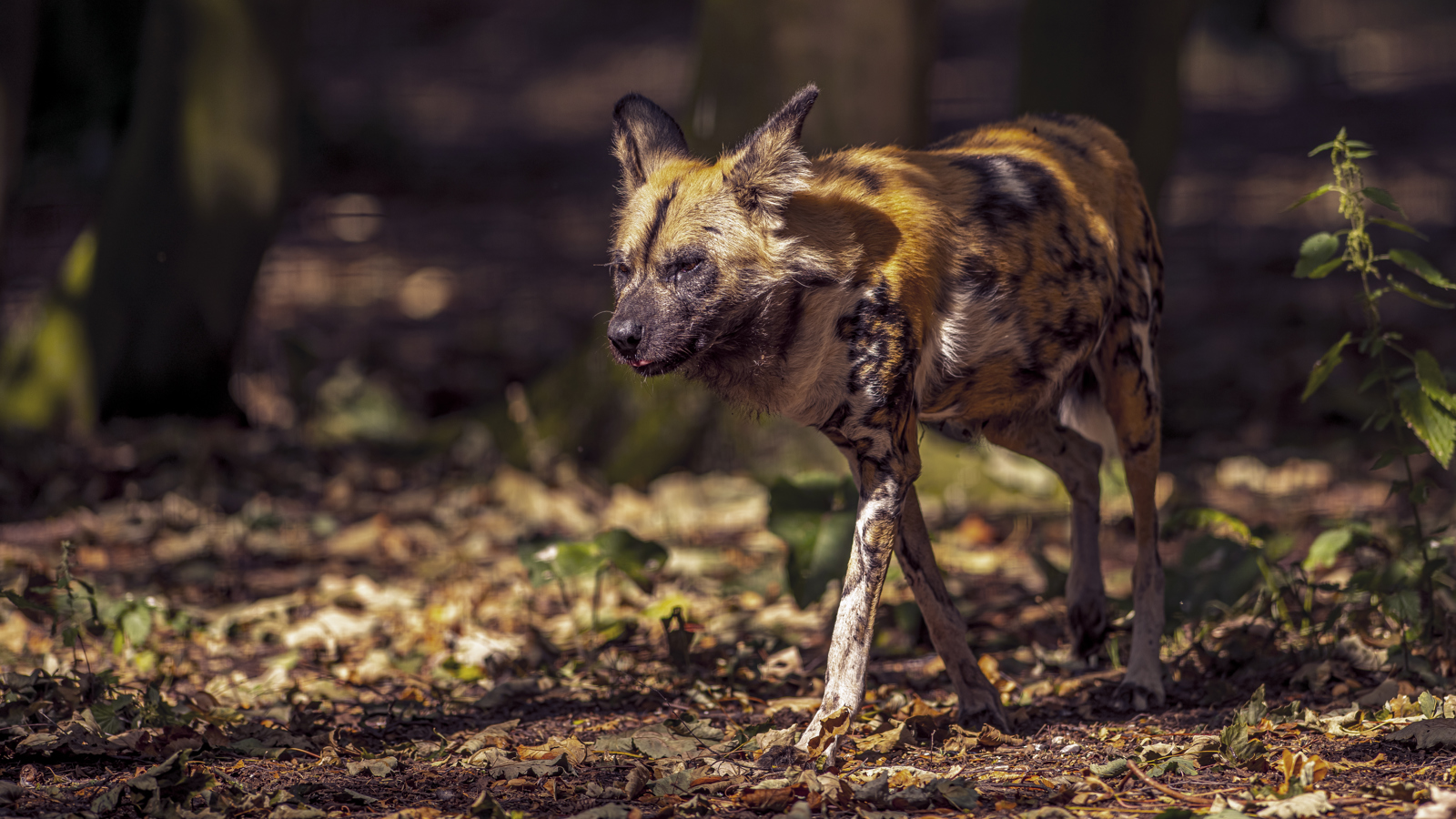 2022 08 22 2022Painted Dog 3 Dr Ywp