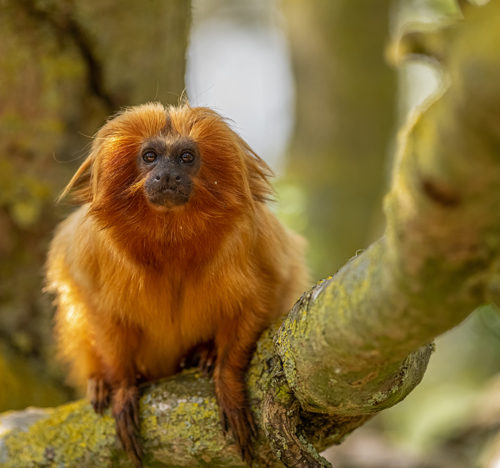 2023 05 31 2023 Golden Lion Tamarin 1 Dr Ywp