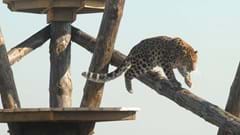 Leopard Climbing Down Platform