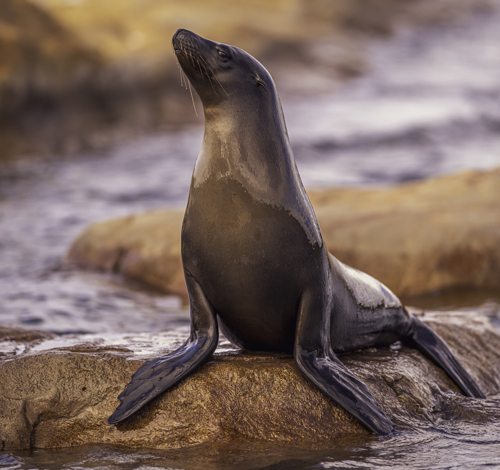 2024 Sea Lions At Point Lobos Dr Ywp 59