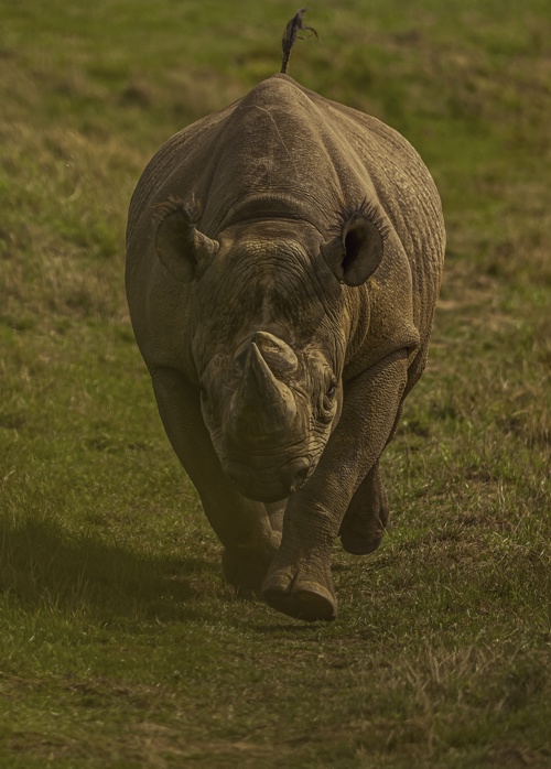 2025 Rhino Dr Ywp 8