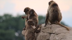 Gelada Monkeys