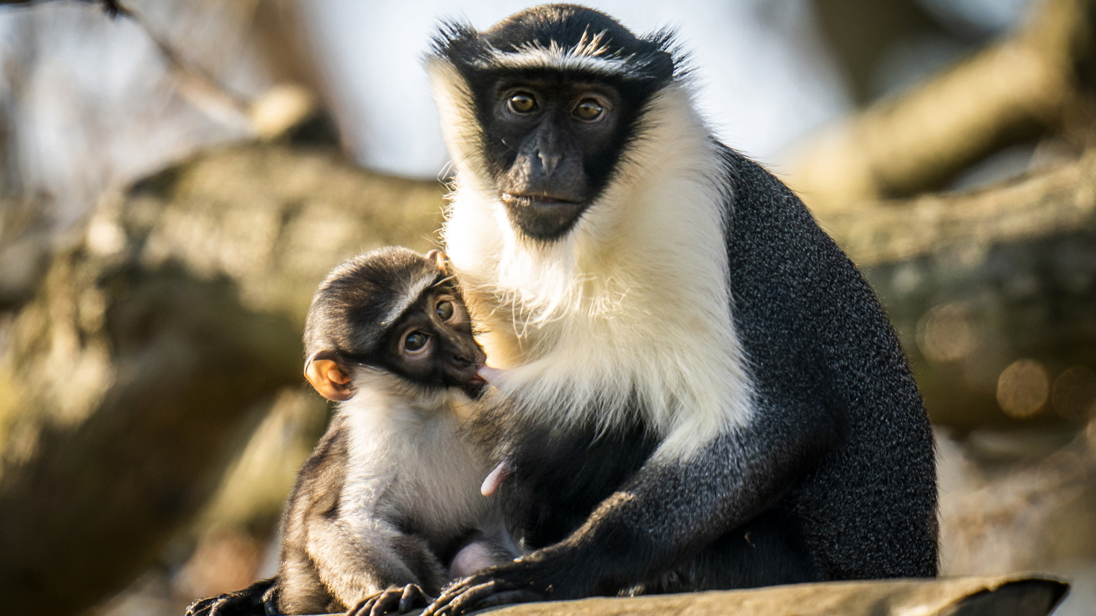 Webbed Monkey Animals Images Monkey Hd Adorable Baby Monkey Highlights In Wildlife