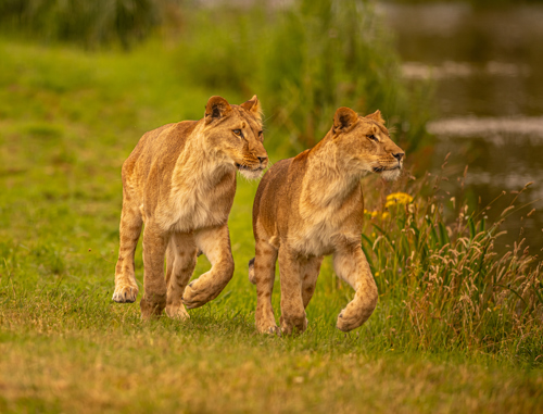 2024 Lion Rescue 2 Dr Ywp 121