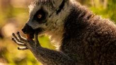 Ring Tailed Lemur (CR. David Roberts) (1)