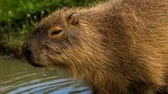 Capybara (CR. David Roberts)