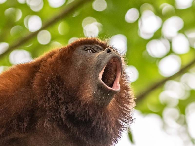 Howler Monkey Howling (CR. David Roberts)