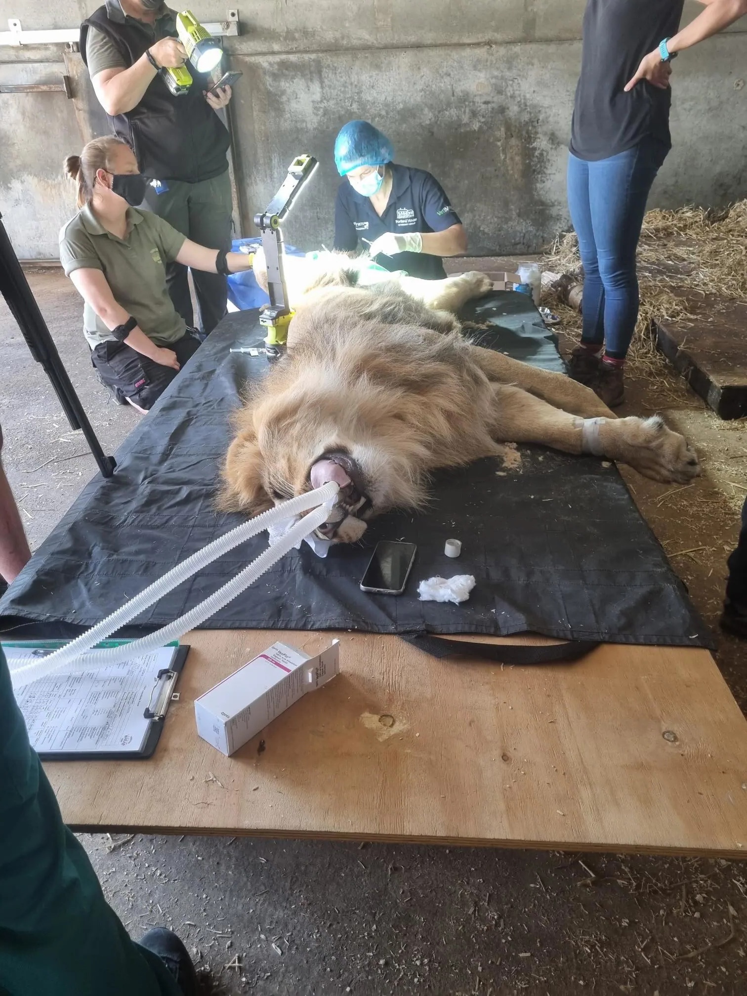 Mark Straw Lion (4)