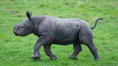 Yorkshire Wildlife Park Rhino 005