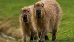 Capybara YWP