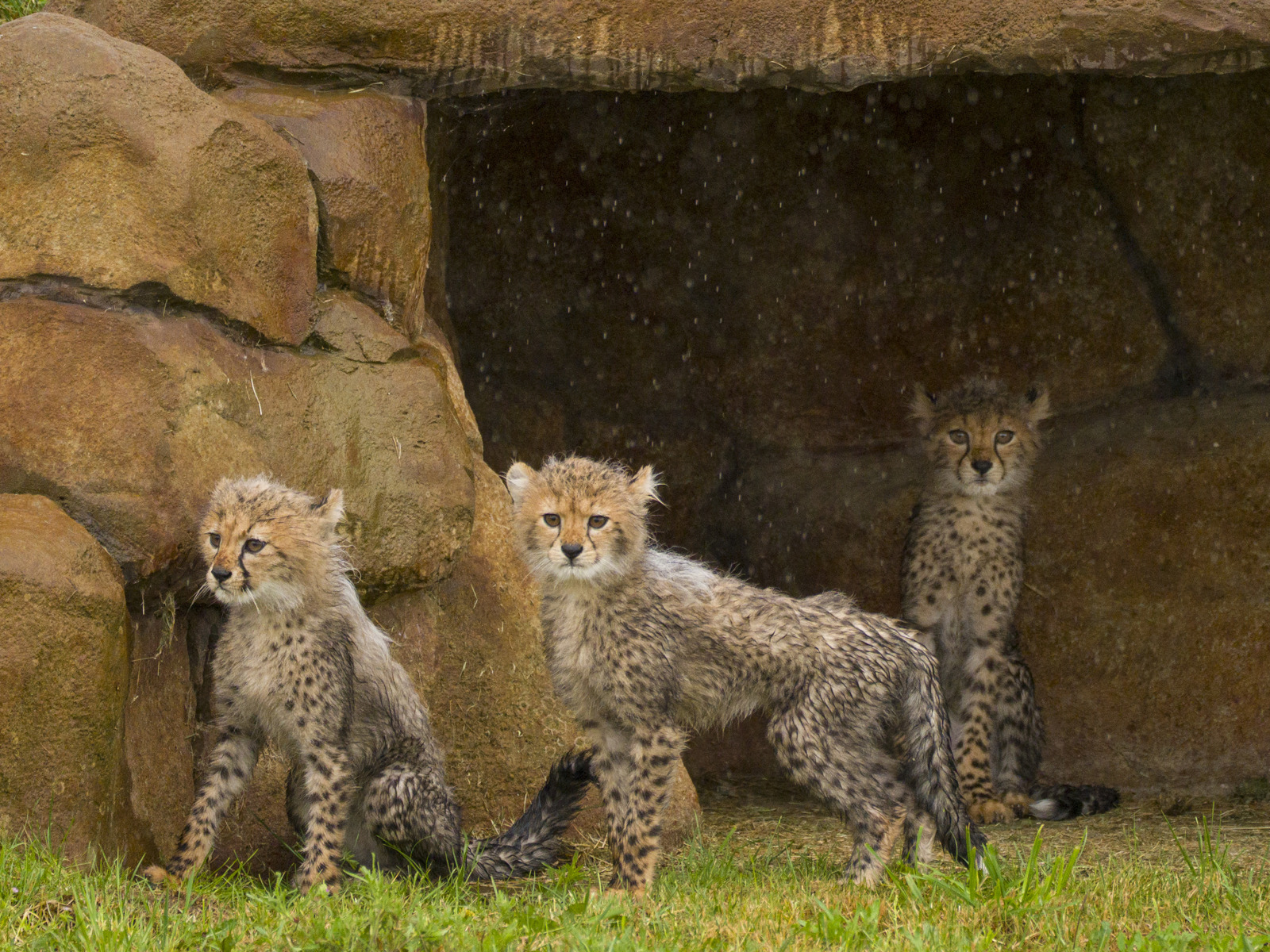YWP Cheetah Cubs 027