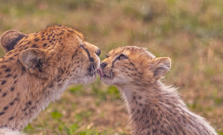 2024 Cheetah Territory Dr Ywp 176