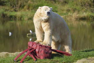 Ywp Halloween Polarbear 002