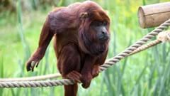 Howler Monkey sat on rope