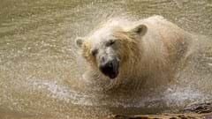 Polar Bear (CR.David Roberts)