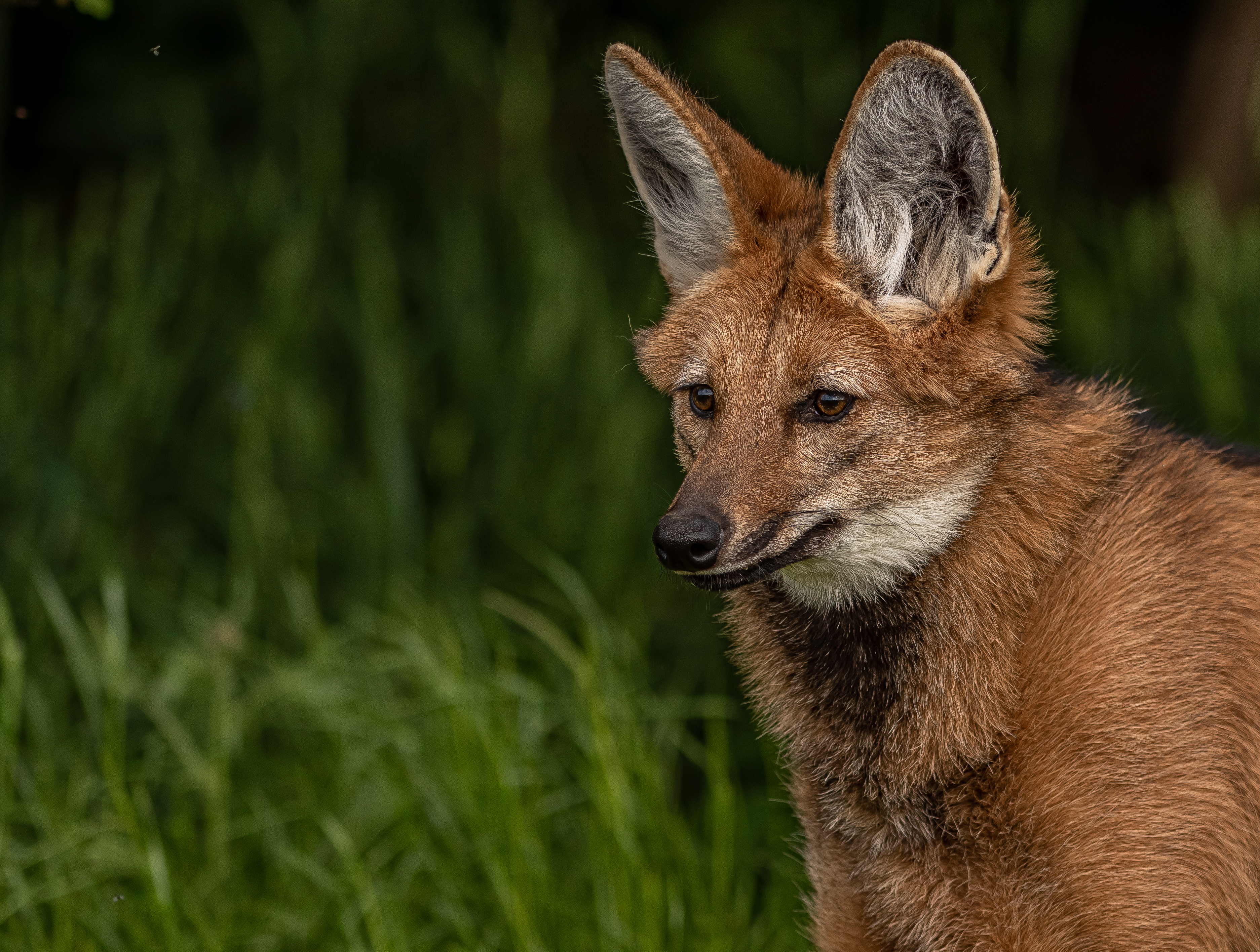 2022 06 01 2022Maned Wolf 4 Dr Ywp