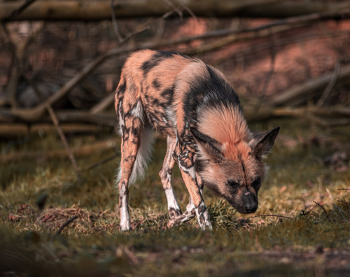 2022 03 21 2022Painted Dog Catching The Light 1 Dr Ywp