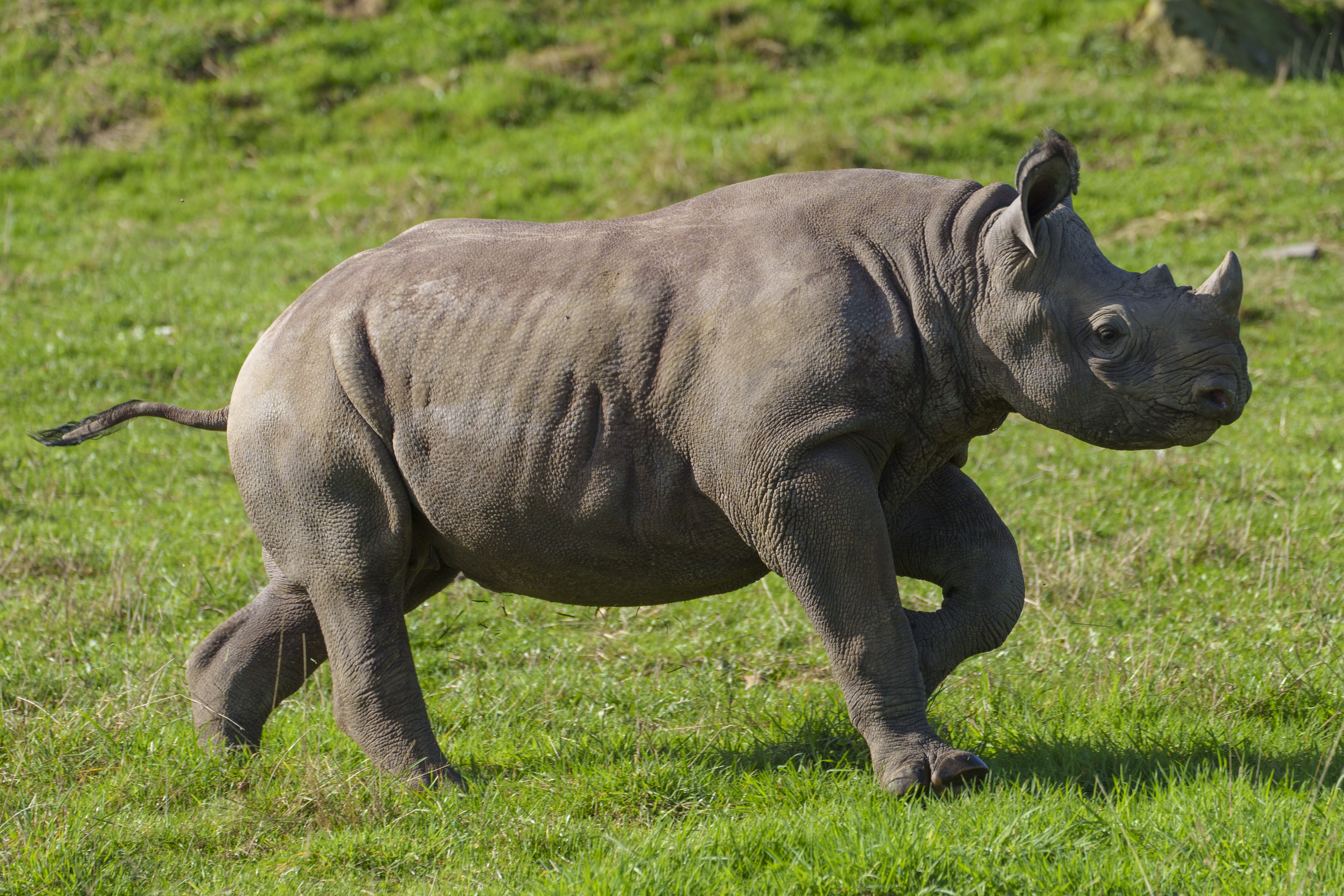 YWP Halloween Rhino 007