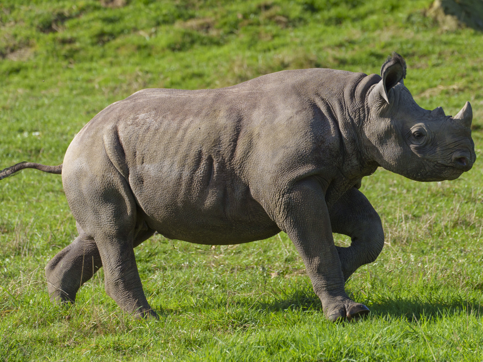 YWP Halloween Rhino 007
