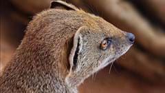 Yellow Mongoose (CR Cersie Bonaccorsi)
