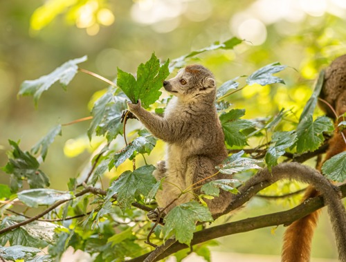 2023 06 28 2023 Crowned Lemurs 29 Dr Ywp