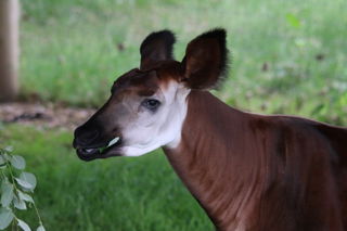 Okapi