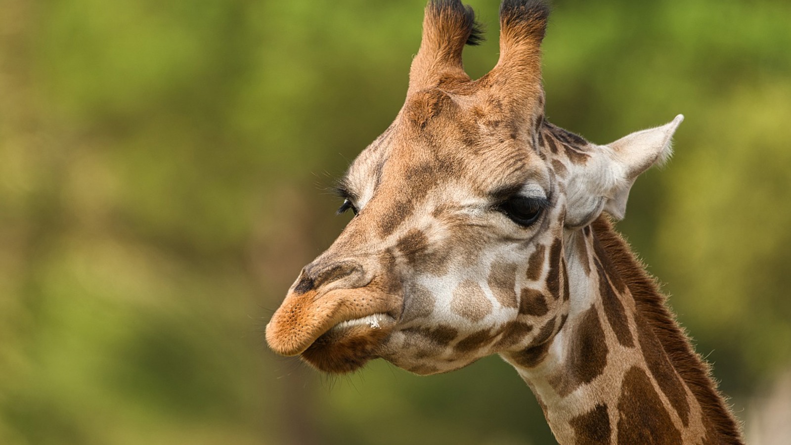 Giraffe 5767909 1280
