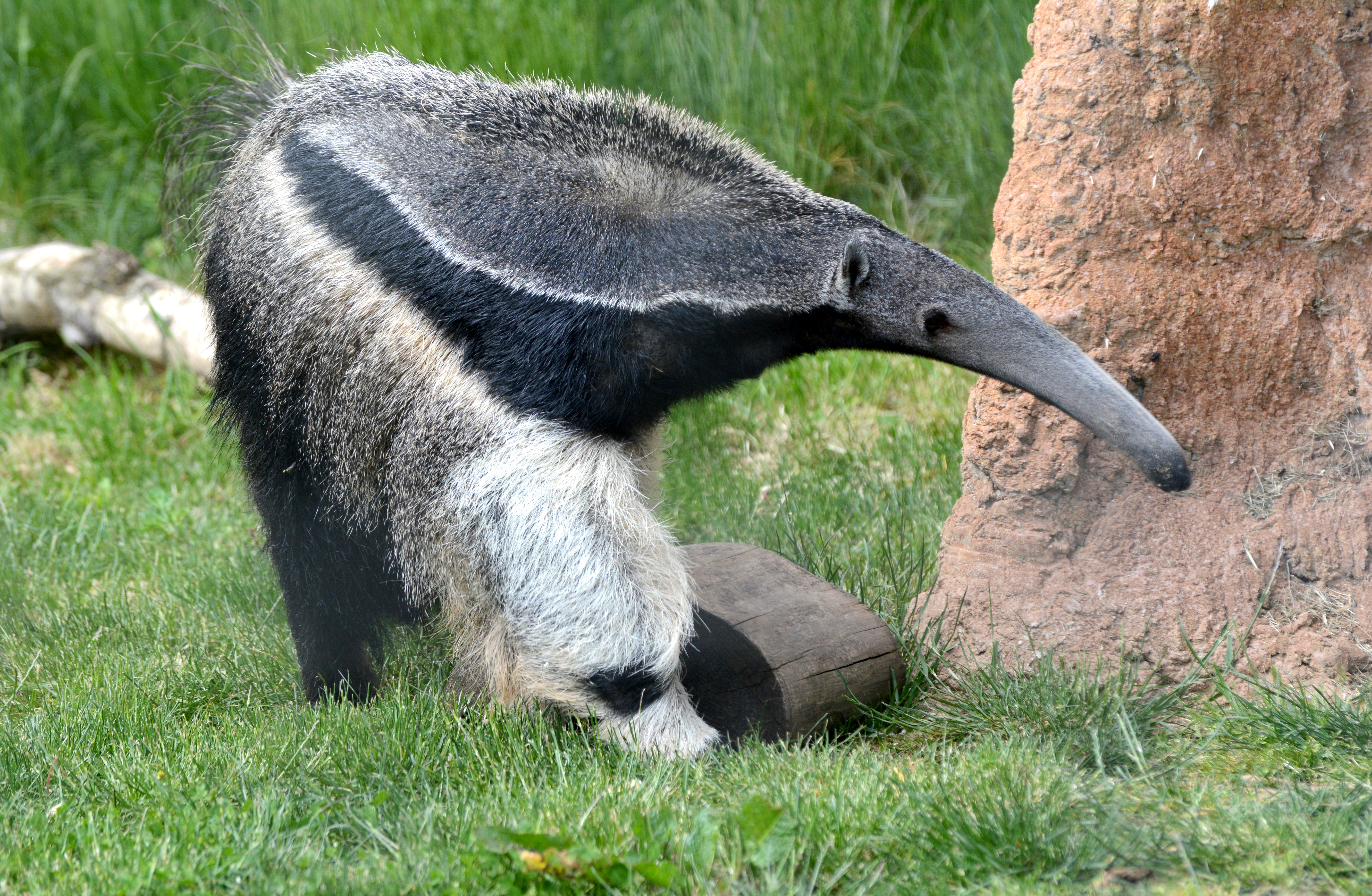 Giant Anteaters at Yorkshire Wildlife Park