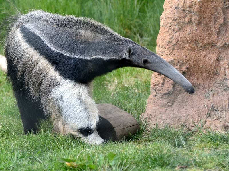 Giant Anteater (CR. Ulli J)