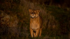 Lioness In The Wild 1 Dr Ywp