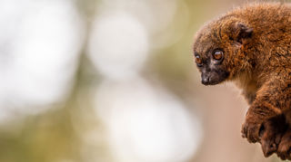 2020 12 18 2020Red Bellied Lemur 2 Dr Ywp