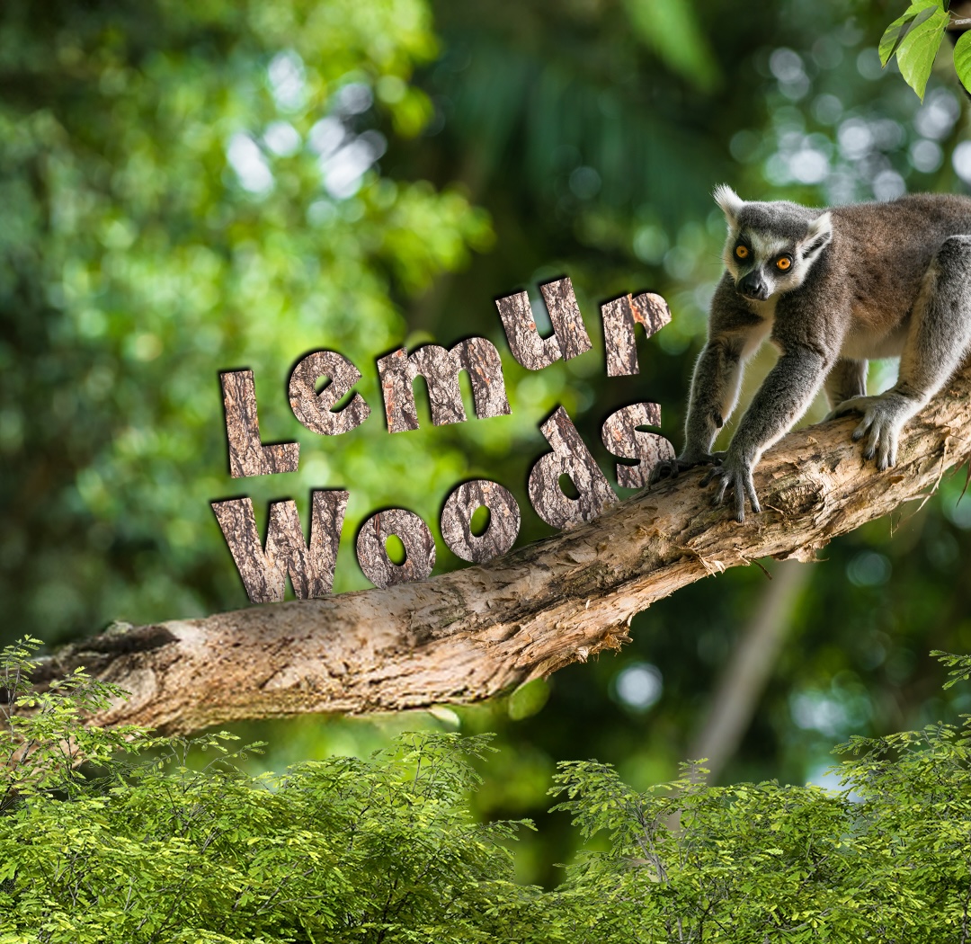 Lemur Woods Carousel Copy