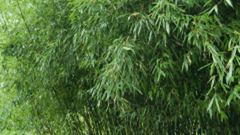 Nuda Bamboo (Phyllostachys Nuda)