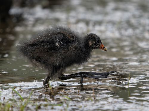 Moorhen Chick Derek Crunkhorn