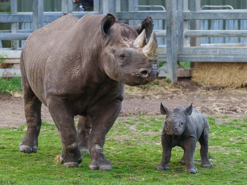 Yorkshire Wildlife Park Rhino 015