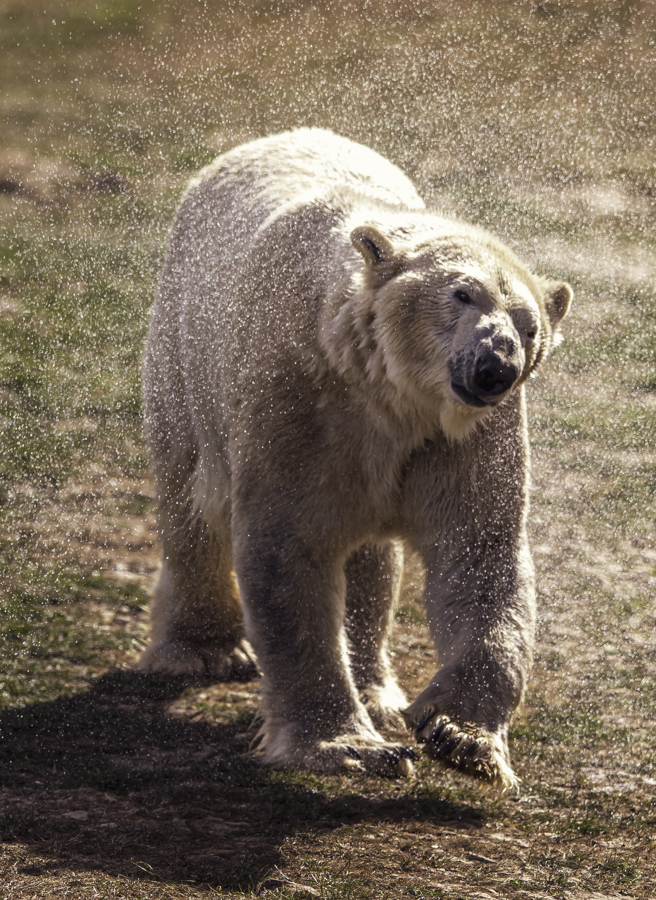 2025 Project Polar Dr Ywp 20