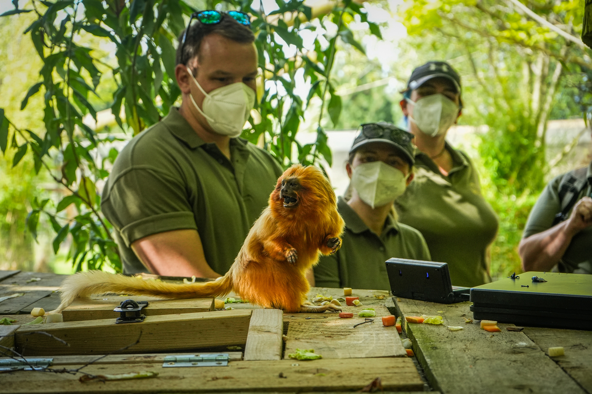 Yorkie Ranger Real Ranger Experience | Yorkshire Wildlife Park