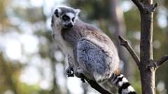 Ring Tail Lemur