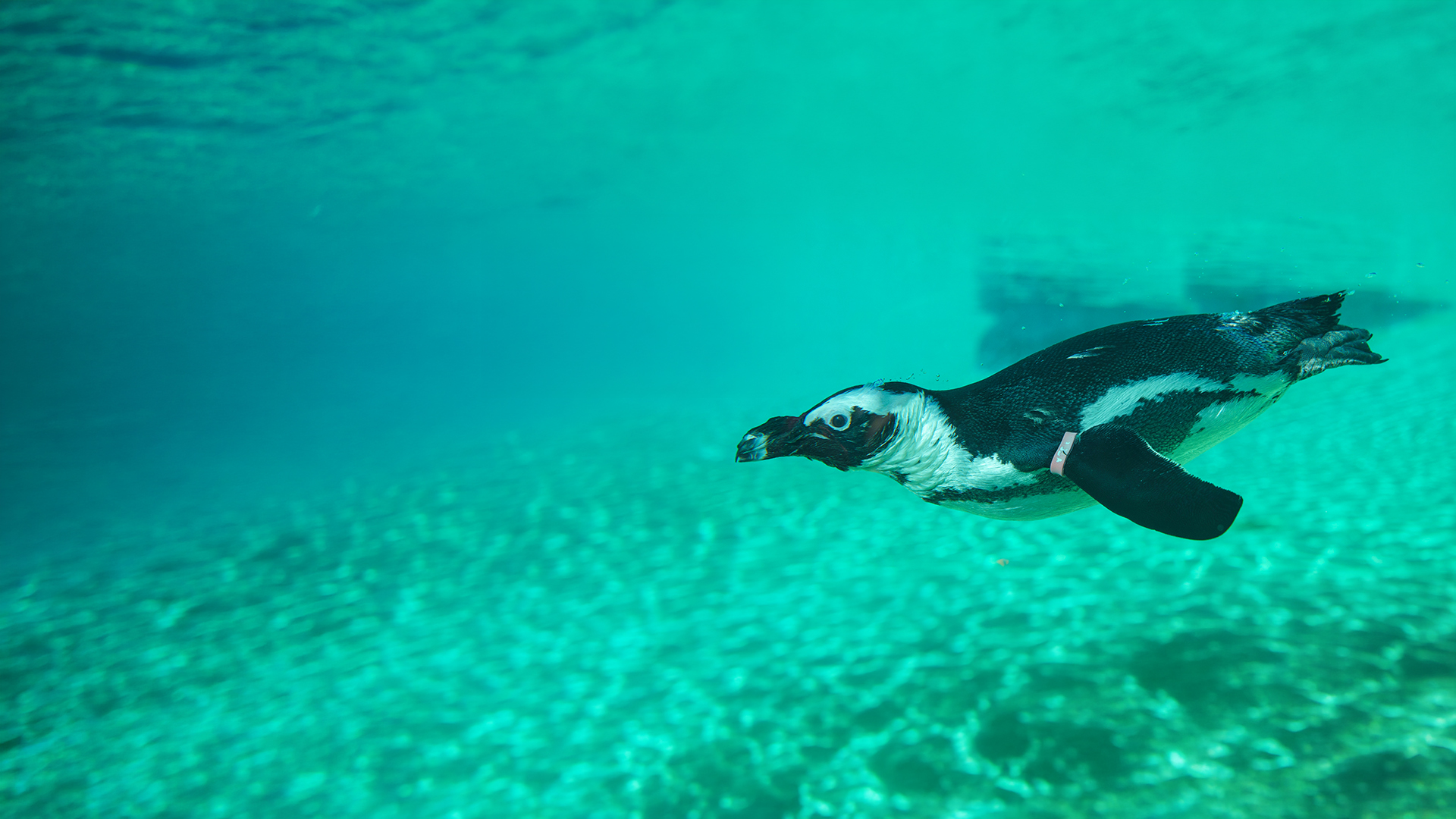 Penguin Web