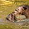 Baby Giant Otter