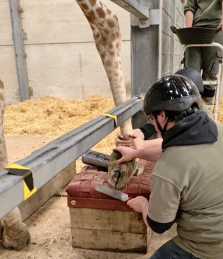 Giraffe Hoof Trim 04 Ywp